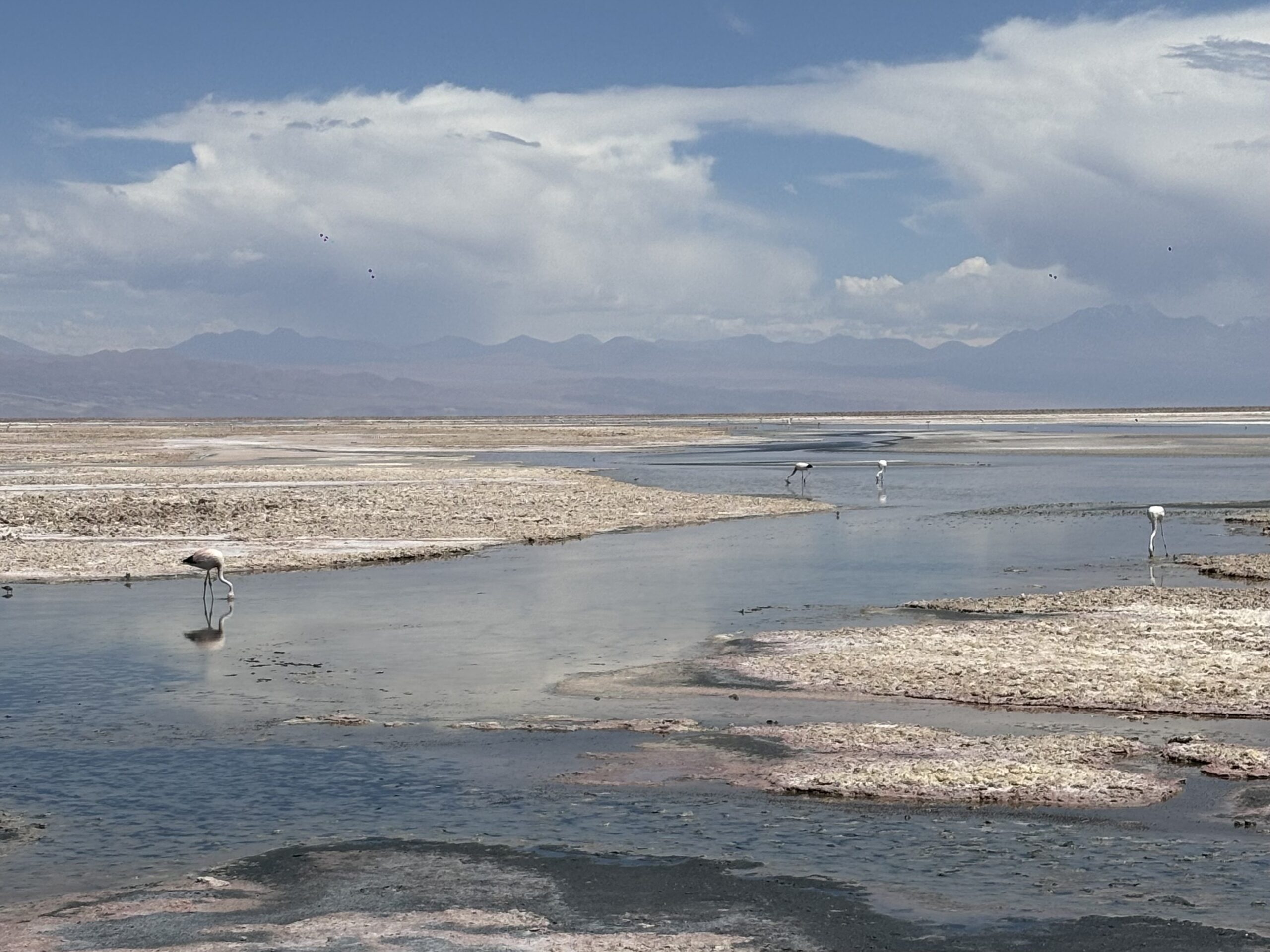 Flamingos